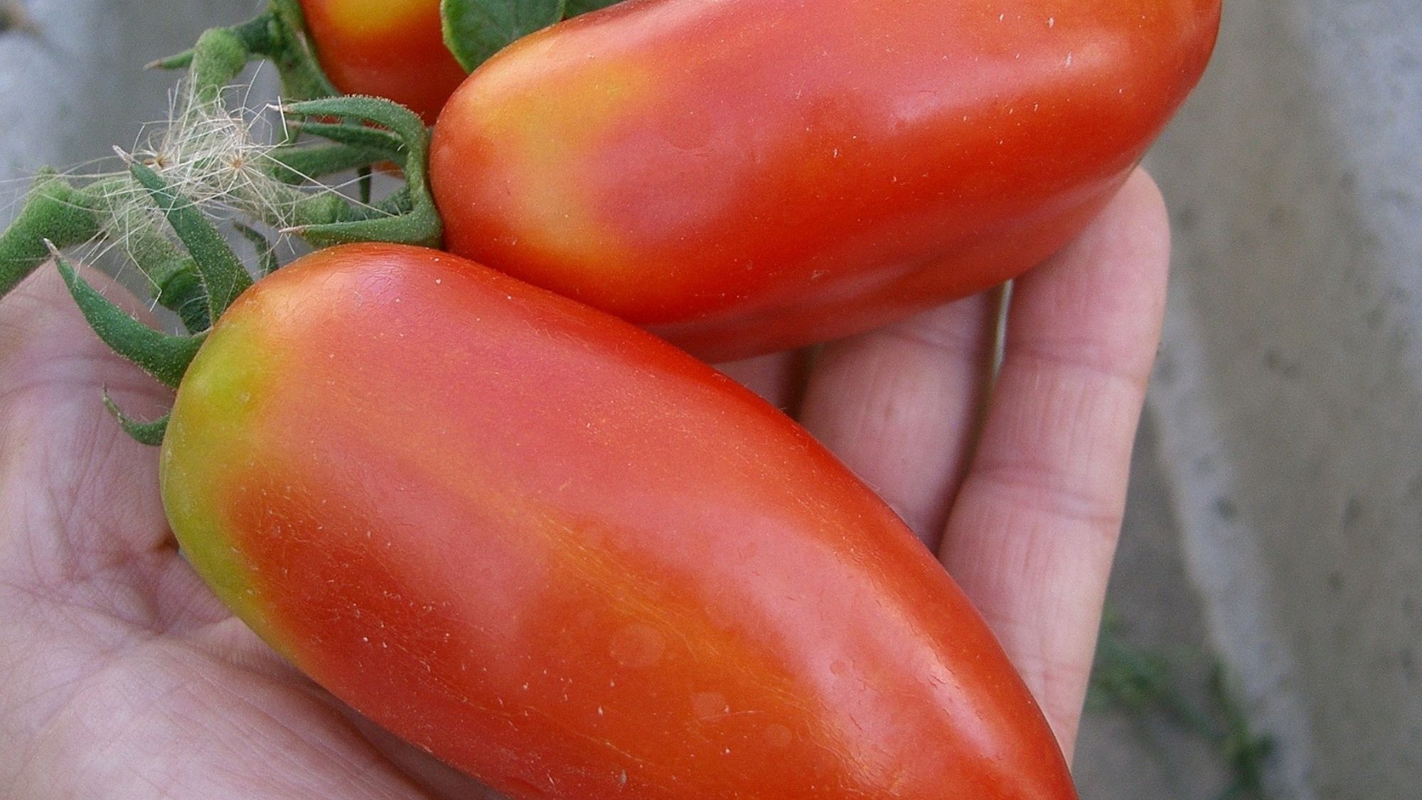 pomodoro storia lazio